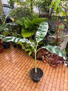 Musa ae ae variegated