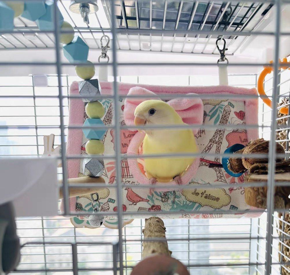 NEW) 鸚鵡鳥雀仔用品窩夏季鳥窩三角窩吊床鞦韆懸掛鳥窩解悶學說話互動平台解悶鸚鵡寵物雀仔玩具玄鳳Cockatiel 愛情鳥