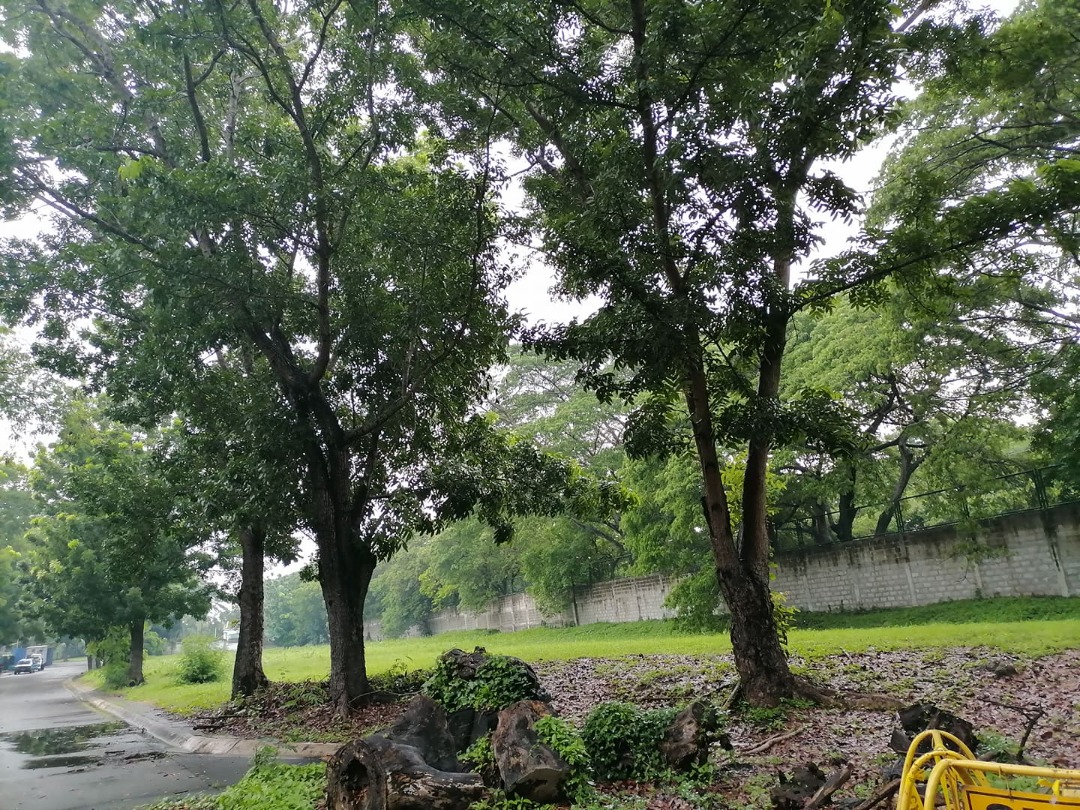 (Category: ) located in . Submitted by ms.dexie_bona (Listing ID 1249850110, Image 1). Description: .