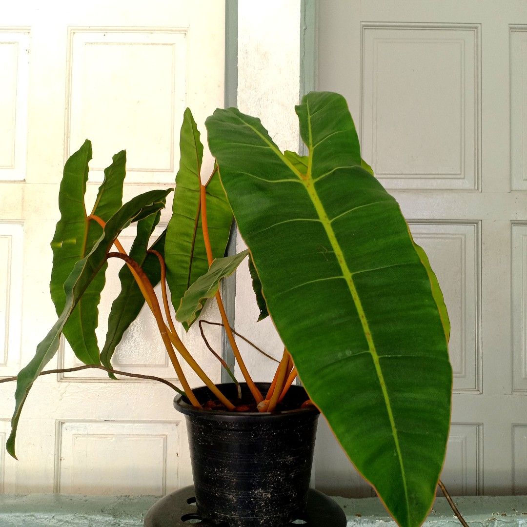 Philodendron Billietiae XL, Furniture & Home Living, Gardening, Plants