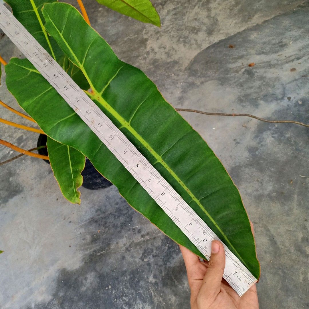 Philodendron Billietiae XL, Furniture & Home Living, Gardening, Plants