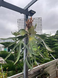 （分類：）位於 。 由 pteridology 提交（商品編號 1249822849，圖片 1）。簡介： 。