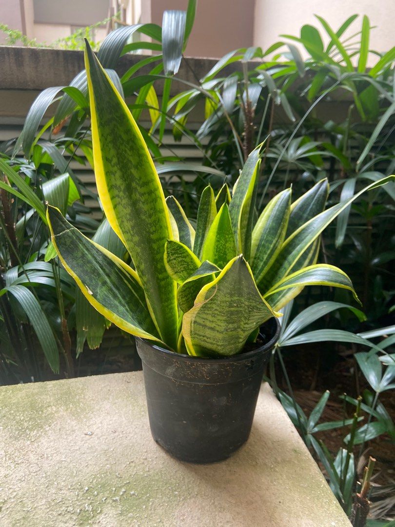 Snake plant in black pot, Furniture & Home Living, Gardening, Plants