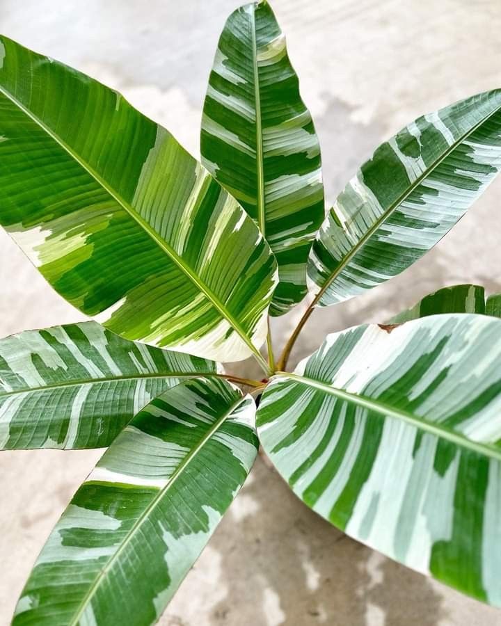 Variegated Banana, Musa Ae Ae (4ft) , Furniture & Home Living, Gardening,  Plants & Seeds on Carousell