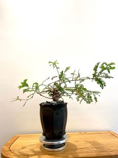 （分類：）位於 。 由 rayc1 提交（商品編號 1241088370，圖片 1）。簡介： 。