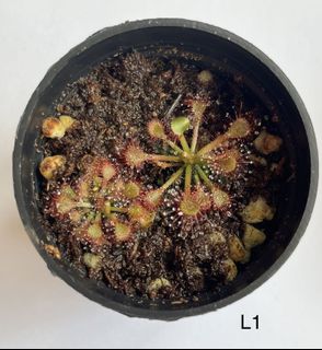 (Category: ) located in . Submitted by plansonpapers (Listing ID 1246610296, Image 1). Description: .