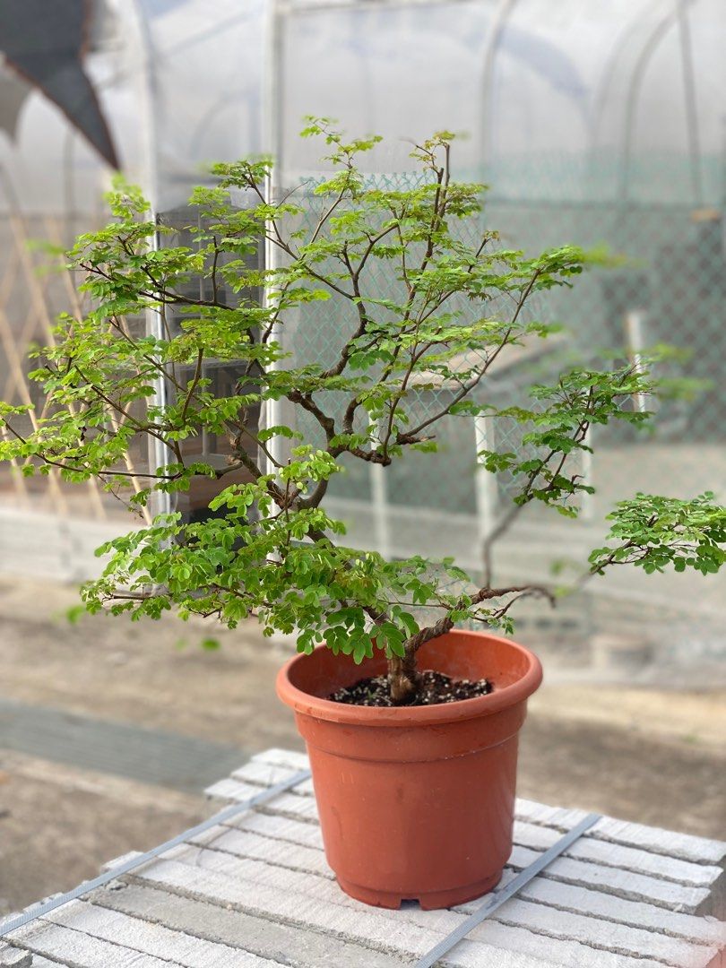 Large leopard trees for bonsai, Furniture & Home Living, Gardening