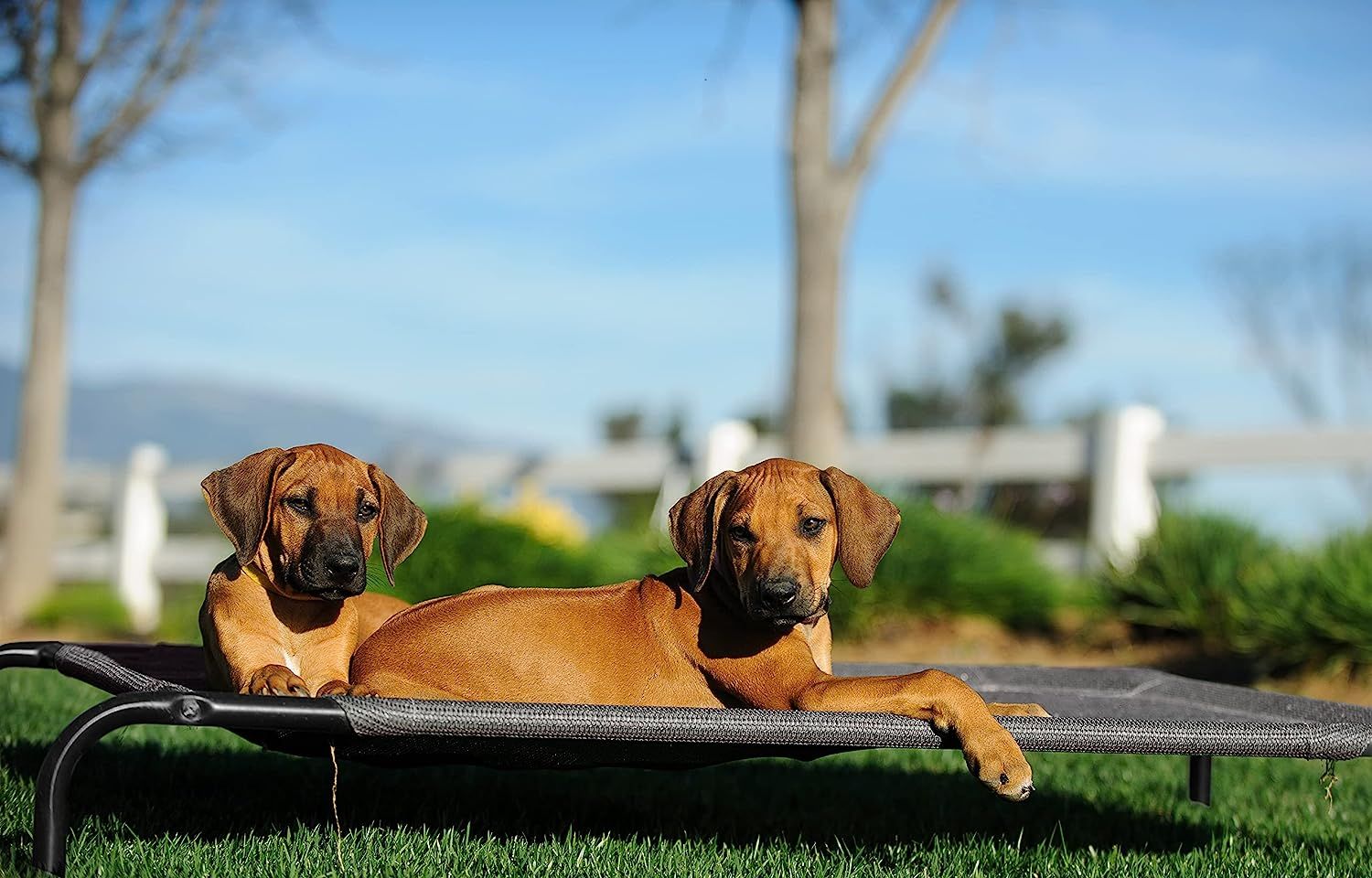 Elevated pet beds for top small dogs