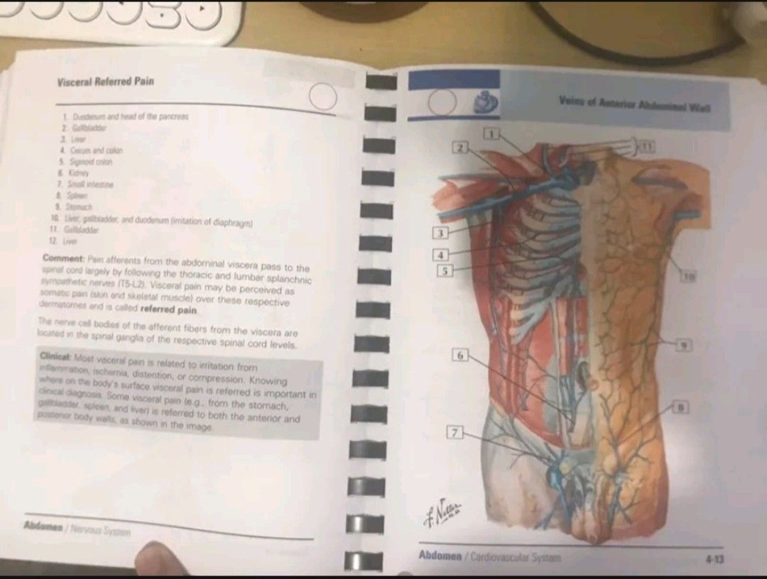 Netters Anatomy Flashcards, Hobbies & Toys, Books & Magazines ...