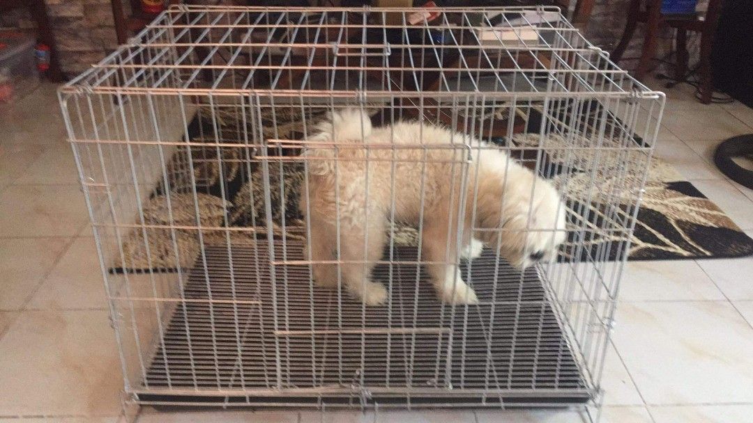 XXL GALVANIZED 2 door COLLAPSIBLE DOG CAGE/ PET CAGE, Pet Supplies