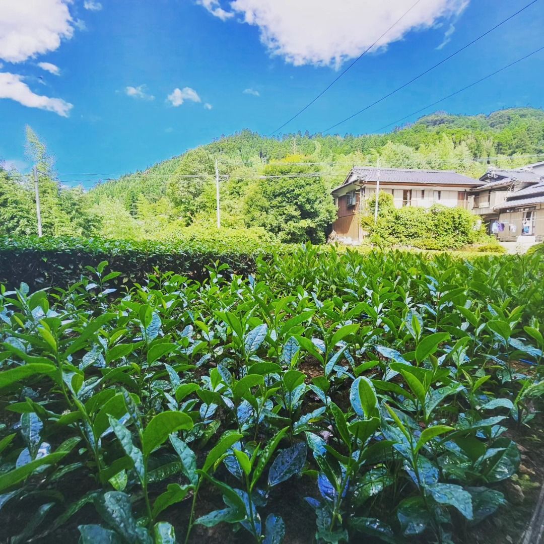 星野製茶園 八女の華 八女の露 夢殿 星の抹茶 星峰 rare （八女