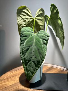 （分類：）位於 。 由 garygary.710 提交（商品編號 1250046246，圖片 1）。簡介： 。