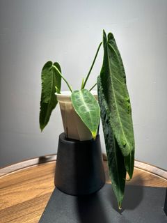 （分類：）位於 。 由 garygary.710 提交（商品編號 1240499389，圖片 1）。簡介： 。