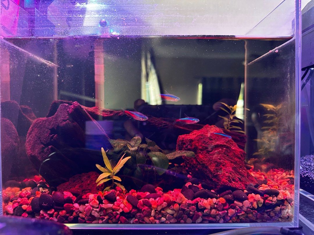 Aquarium accessories for sale sale