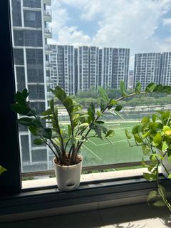 (Category: ) located in . Submitted by zilhok (Listing ID 1250038798, Image 1). Description: .