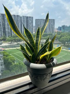 (Category: ) located in . Submitted by zilhok (Listing ID 1250036181, Image 1). Description: .