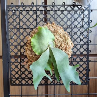 (Category: ) located in . Submitted by kohenda (Listing ID 1250148247, Image 1). Description: .