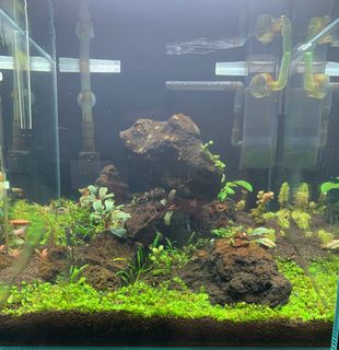 (Category: ) located in . Submitted by kaydenckx (Listing ID 1250360593, Image 1). Description: .