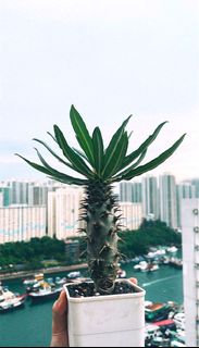 （分類：）位於 。 由 kurtnmayer 提交（商品編號 1250211933，圖片 1）。簡介： 。