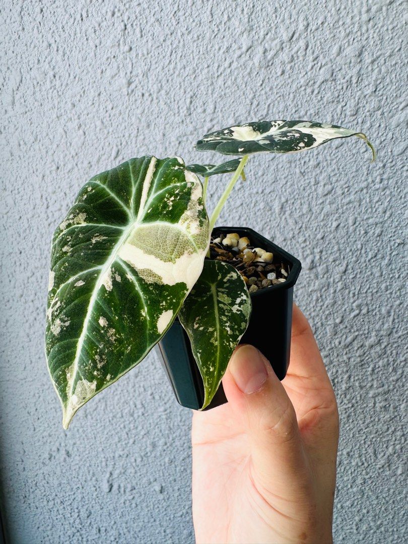 Alocasia Black Velvet Pink Variegated, Furniture & Home Living, Gardening, Plants & Seeds on