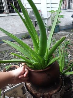 BABY Aloe Vera UPROOT (Not the mother)