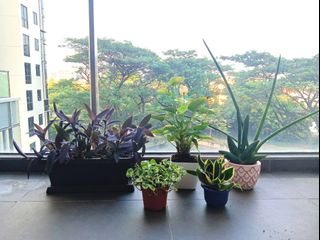 (Category: ) located in . Submitted by wimca (Listing ID 1250298215, Image 1). Description: .