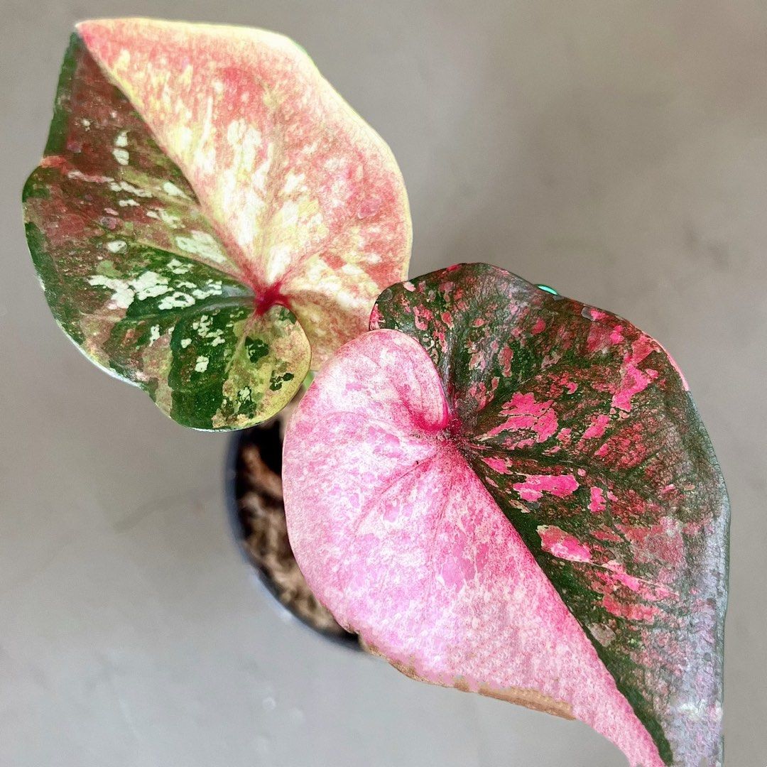 Variegated Caladium Andromeda, Furniture & Home Living, Gardening ...