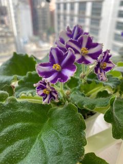 （分類：）位於 。 由 ellioo 提交（商品編號 1250428543，圖片 1）。簡介： 。