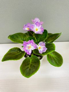 （分類：）位於 。 由 ellioo 提交（商品編號 1250428073，圖片 1）。簡介： 。