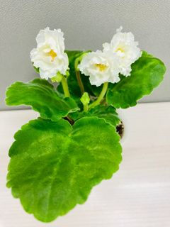 （分類：）位於 。 由 ellioo 提交（商品編號 1250427736，圖片 1）。簡介： 。