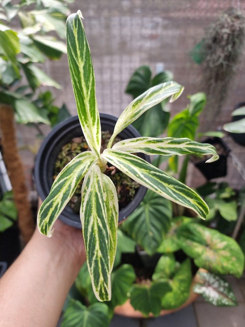 Aglaonema bamboo|bai kaw, Furniture & Home Living, Gardening, Plants &  Seeds on Carousell