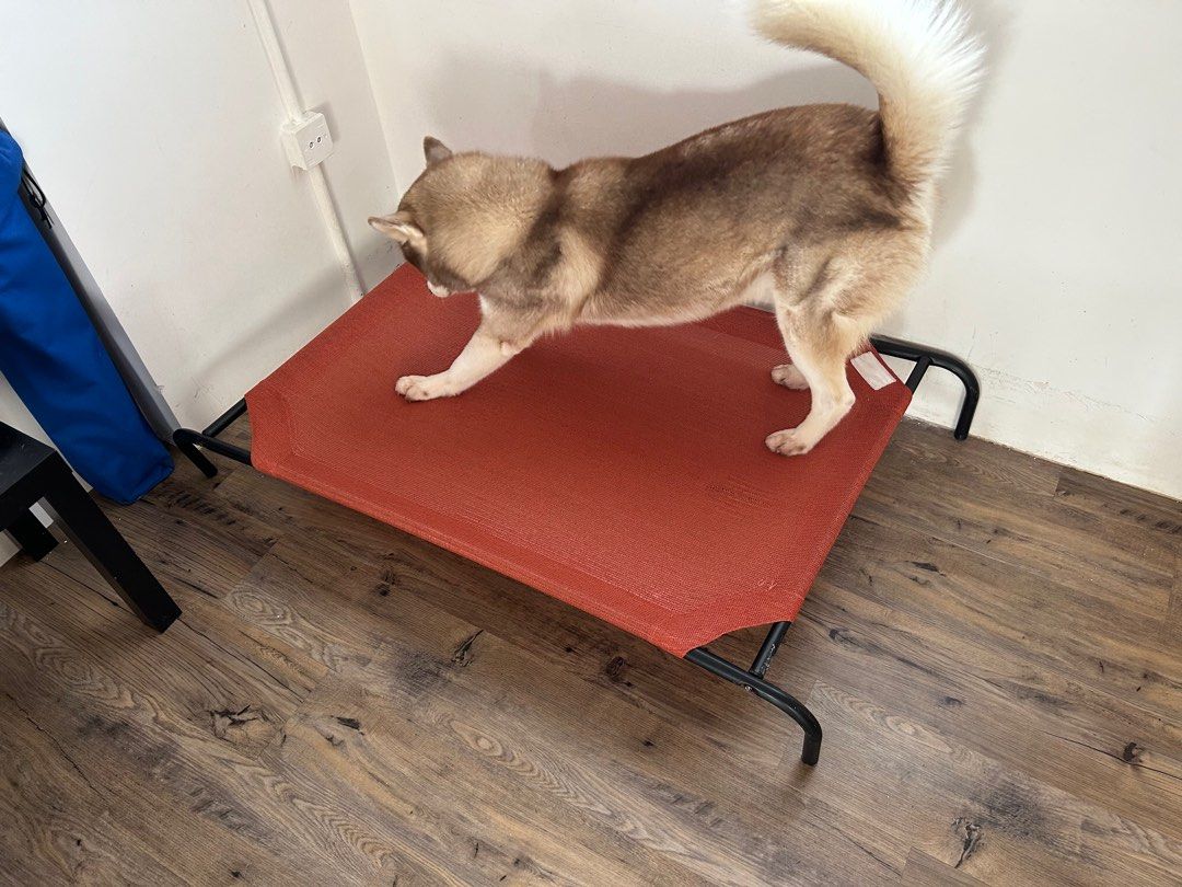 Large Coolaroo elevated dog bed, Pet Supplies, Homes & Other Pet