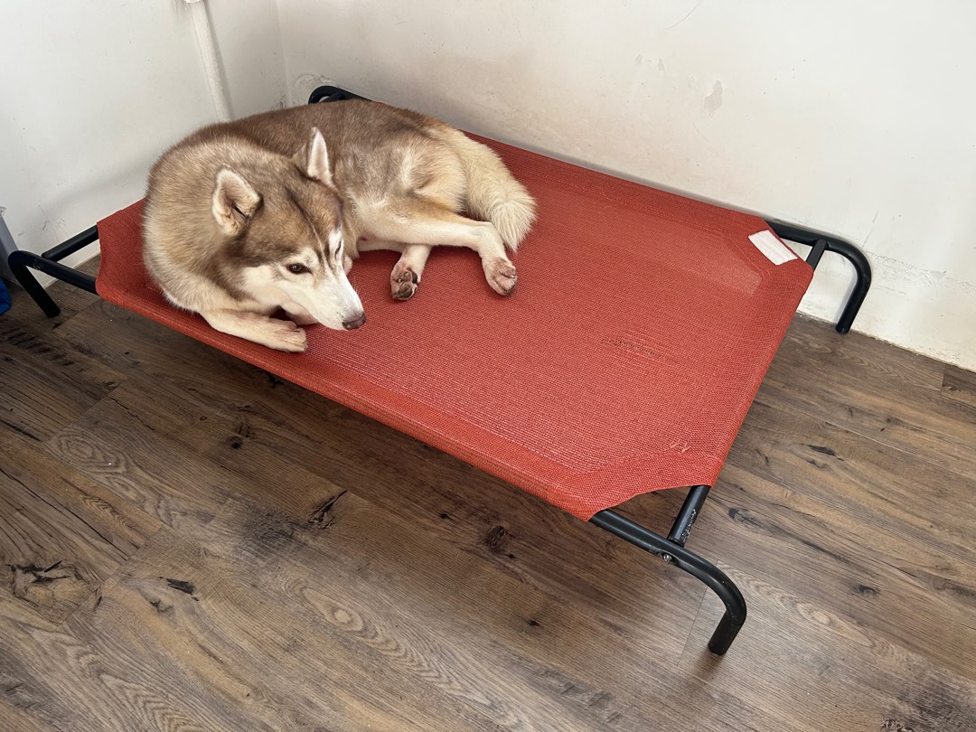 Large Coolaroo elevated dog bed, Pet Supplies, Homes & Other Pet