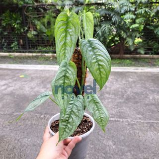 Monstera Siltepecana
