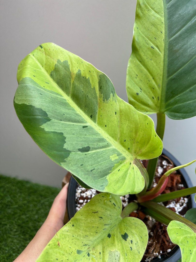 philodendron bonifaziae Philodendron bonifaziae