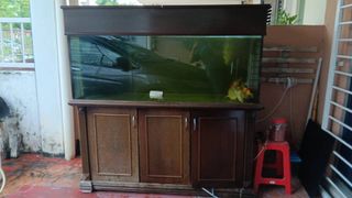 (Category: ) located in . Submitted by tocutoff (Listing ID 1250495346, Image 1). Description: .