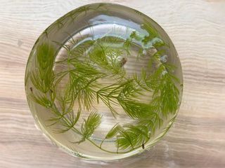 圓球型玻璃魚缸（高約11公分，直徑約13公分）