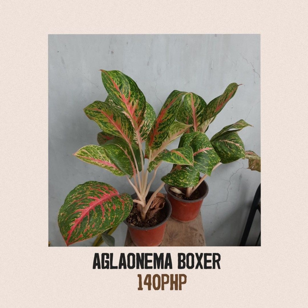 Aglaonema Boxer, Furniture & Home Living, Gardening, Plants & Seeds on  Carousell