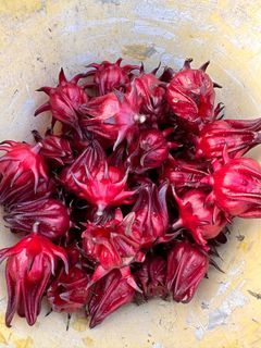 BUAH ROSELLE