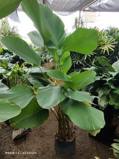 calathea lutea / cigar plant / tobacco