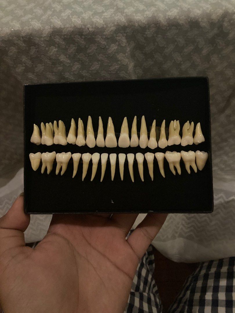 Dental Tooth Model (Category: Medical Supplies & Tools) located in Manila. Submitted by angelgbdi (Listing ID 1250692074, Image 1). Description: for sale!!! dental tooth model (used for oral anatomy) like brand new pa po siya, ginamit lang as basis for carving and drawing ps: hindi po siya nissin na brand.