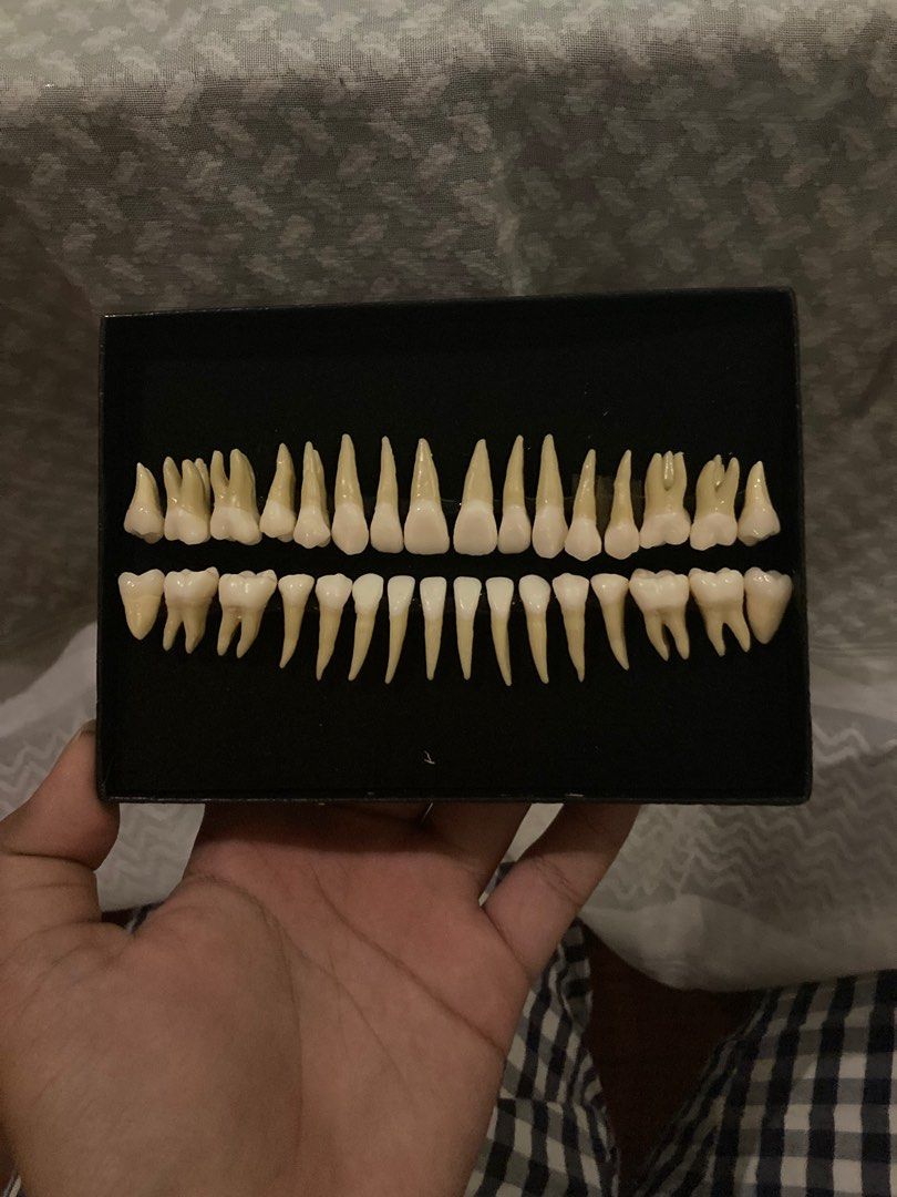 Dental Tooth Model (Category: Medical Supplies & Tools) located in Manila. Submitted by angelgbdi (Listing ID 1250692074, Image 2). Description: for sale!!! dental tooth model (used for oral anatomy) like brand new pa po siya, ginamit lang as basis for carving and drawing ps: hindi po siya nissin na brand.