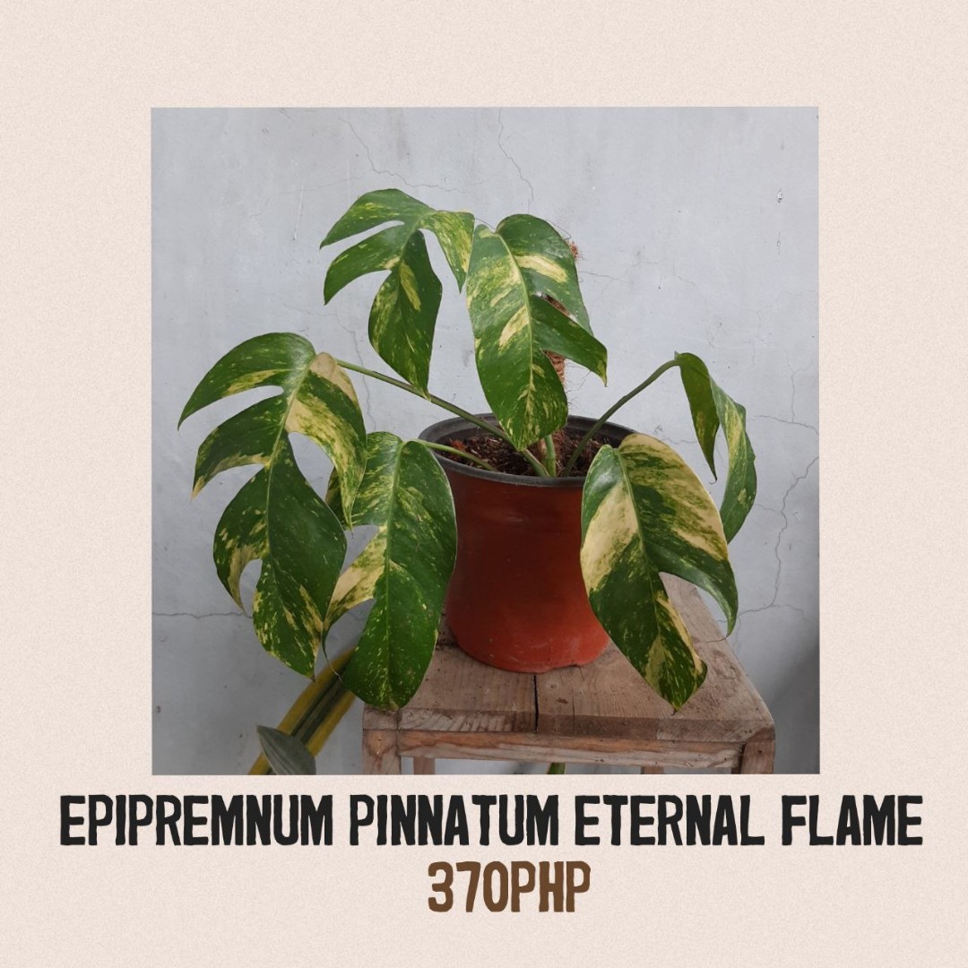 Epipremnum Pinnatum Eternal Flame, Furniture & Home Living
