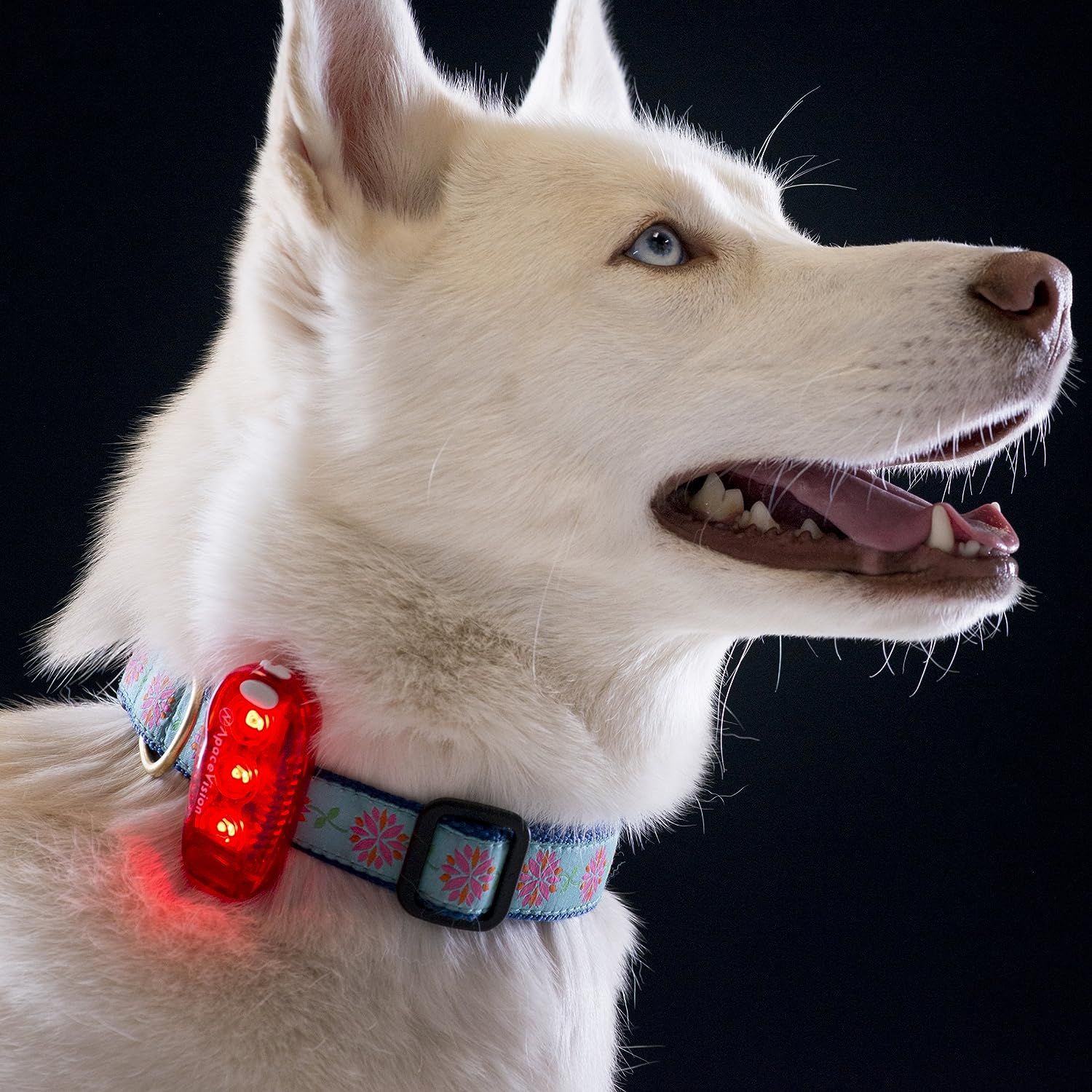 Tail lights led safety pet collar sales