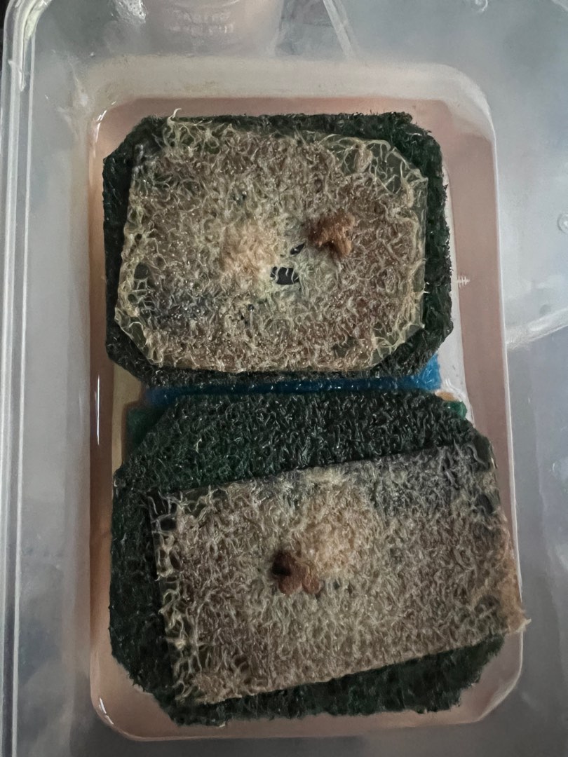 Grindal worm cultures, Pet Supplies, Pet Food on Carousell