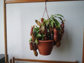 (Category: ) located in . Submitted by plantque (Listing ID 1250596047, Image 1). Description: .