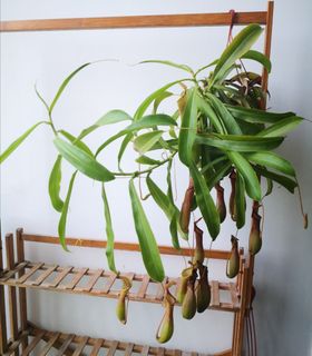 (Category: ) located in . Submitted by plantque (Listing ID 1250595753, Image 1). Description: .