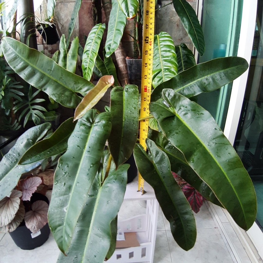Philodendron Atabapoense Furniture Home Living Gardening Plants philodendron-atabapoense-furniture-home-living-gardening-plants