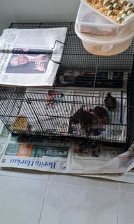 (Category: ) located in . Submitted by natdynad (Listing ID 1250570258, Image 1). Description: .