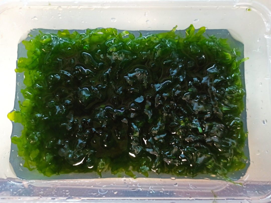 Subwassertang AKA freshwater seaweed
